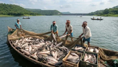 Now, there will be a bumper yield of fish in the large water bodies of MP.