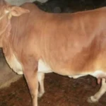 मध्य प्रदेश में देसी गाय पालन पर ₹900 मासिक सहायता का प्रस्ताव, 100 गांवों से शुरू हो सकती है योजना